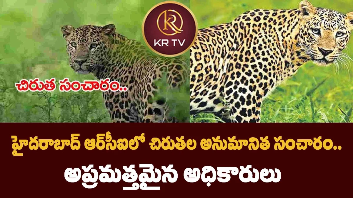ఆర్సీఐలో చిరుతపులుల సంచారం..